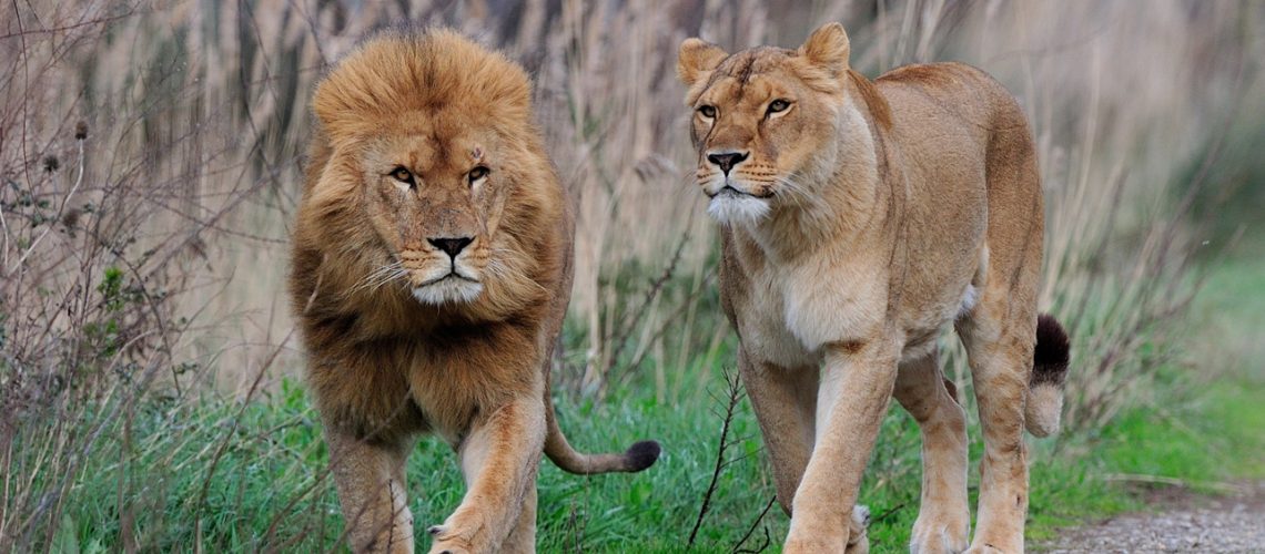lions-journee-safari